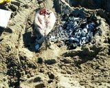 Foto del paso 4 de la receta: Palometa de mar a la parrilla (en la playa)