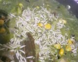 पालक कॉर्न राइस (Palak corn rice recipe in Hindi) रेसिपी चरण 6 फोटो
