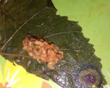 صورة لخطوة 1 من وصفة ورق عنب باذن الله يعجبكم 👈👏😙