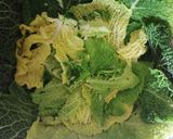 Foto del passaggio 5 della ricetta Timballo di tagliatelle e verza