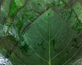 झटपट अळू वडी (alu wadi recipe in marathi) रेसिपी स्टेप 1 फोटो 