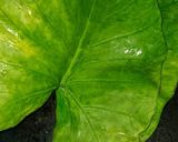 A picture of step 5 of Authentic Rickwach with Urad Dal and Colocasia leaves.