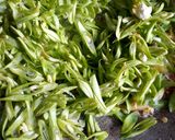 Foto langkah ke 2 dari resep Buncis Cah Ebi Kering.