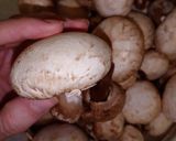 عکس مرحله 1 از دستور قارچ بلانچ شده🍄🍄🍄
