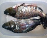 Foto langkah ke 1 dari resep Puasa hari ke 7 (Ikan Mas goreng marinasi).