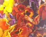 Foto del passaggio 1 della ricetta Composta di viole al miele