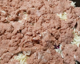 A picture of step 8 of Corned Beef and Red Cabbage.