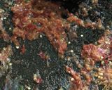 Foto langkah ke 1 dari resep Mendol tempe pedas.