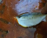 Gambar langkah 5 resipi Kari ikan tak bersantan.