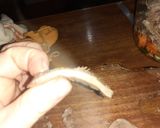 Foto del paso 7 de la receta: Lengua al escabeche