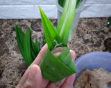 Foto langkah ke 6 dari resep Ayam Goreng Pandan.