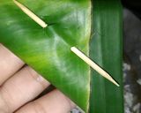 Foto langkah ke 3 dari resep Lupis Ketan.