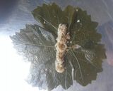 صورة لخطوة 3 من وصفة ورق عنب (بالحامض)