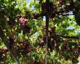 عکس مرحله 1 از دستور شیره انگور (دوشاب)به روش سنتی 🍇🍇