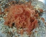 A picture of step 1 of Ajwain, carrot poori.