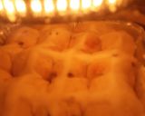 A picture of step 6 of Ama-Easter Buns - Easter Buns - Paasbolletjies.