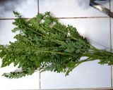 Foto langkah ke 4 dari resep Sayur bening daun kelor.