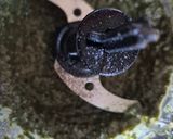 Une image de l'étape 3 de Pesto basilic aux noix.