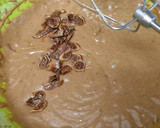 Foto del paso 1 de la receta: Carrot cake al estilo Celi