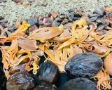 A picture of step 2 of Daigi Masala.