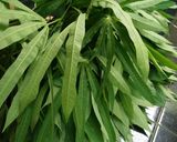 Foto langkah ke 1 dari resep Rollade Tahu Daun Singkong.