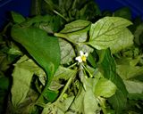 Foto del paso 2 de la receta: Sopa de hierba mora (Macuy) 🍃🌱