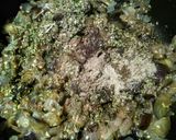 Foto del paso 7 de la receta: MORCILLA Murciana De Berenjena...!