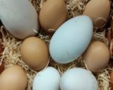 A picture of step 2 of Frittata with Silene (Stridoli).