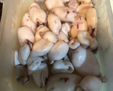 Foto del paso 1 de la receta: Chipirones en salsa de cebolla y tomate