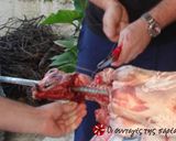 Φωτογραφία βήματος 5 της συνταγής Αρνί στη σούβλα
