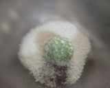 A picture of step 7 of Paan laddu.