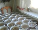 Szilveszteri kocsonya recept fázis 3 fotója