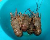 Foto langkah ke 1 dari resep Lobster Asam Manis.