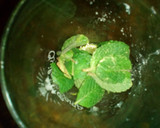 Foto del paso 1 de la receta: Mojito