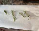 Φωτογραφία βήματος 4 της συνταγής Ψητός σολομός με αρωματικά και σκόρδο