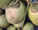 Foto langkah ke 1 dari resep Es Kelapa Muda Choco Pandan.