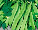 A picture of step 1 of Vegetarian Wide Green String Beans (Loubieh Bzeit).