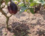 A picture of step 1 of Winter special big size brinjal bartha.