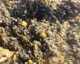A picture of step 11 of Traditional Chiles en Nogada.