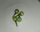 Foto langkah ke 6 dari resep Daun Ubi Tumbuk Kampung Halaman Enak.