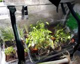 Une image de l'étape 2 de Mes semis, piments, citronnelle et herbes aromatiques.