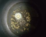 A picture of step 2 of Dal palak (In pressure cooker).
