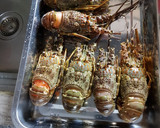 Foto langkah ke 1 dari resep Lobster Bakar Madu.