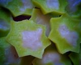 Foto langkah ke 9 dari resep Nona manis pandan / lesung pipi.