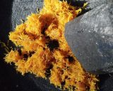Foto langkah ke 1 dari resep Gulai Tunjang Khas Minang.