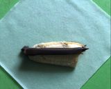 Foto langkah ke 2 dari resep Mini Piscok Kriuk.