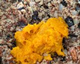 Une image de l'étape 6 de Courge butternut farcie au quinoa.