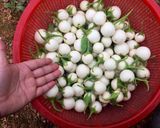 Hình bước làm 2 của món Kim chi cà pháo