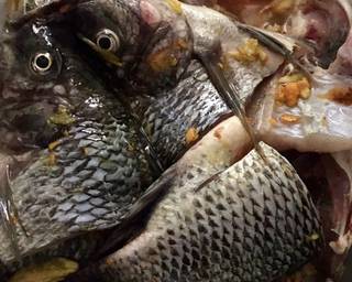 Ikan mujair bumbu kuning marinasi “24-7-20” langkah memasak 3 foto