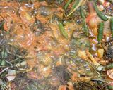 Foto langkah ke 6 dari resep Arsik Ikan Mas Merah (Makanan Khas Batak).